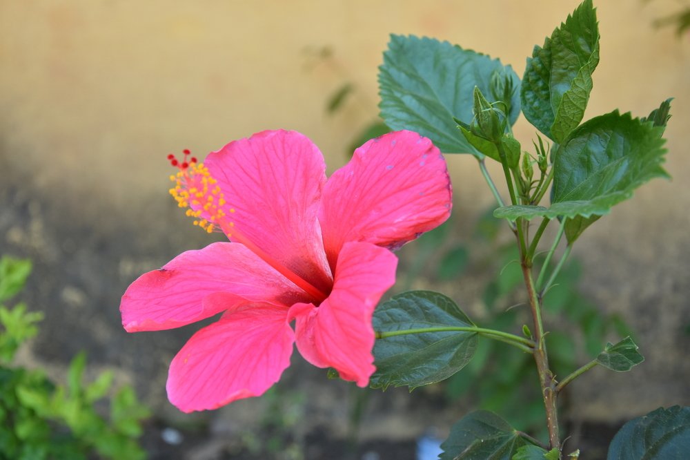 The flower
