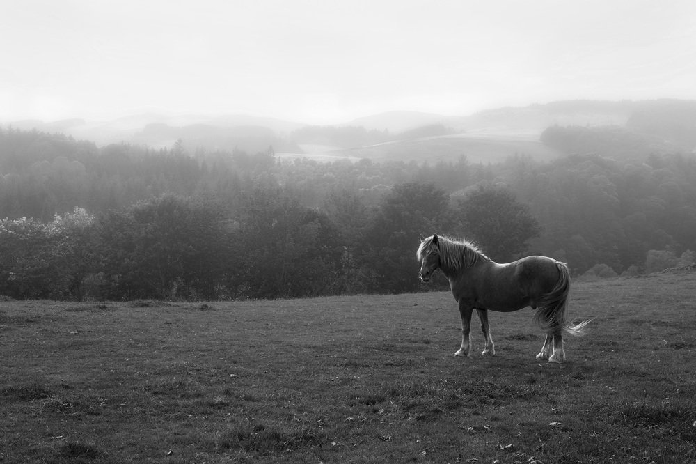 Утро туманное