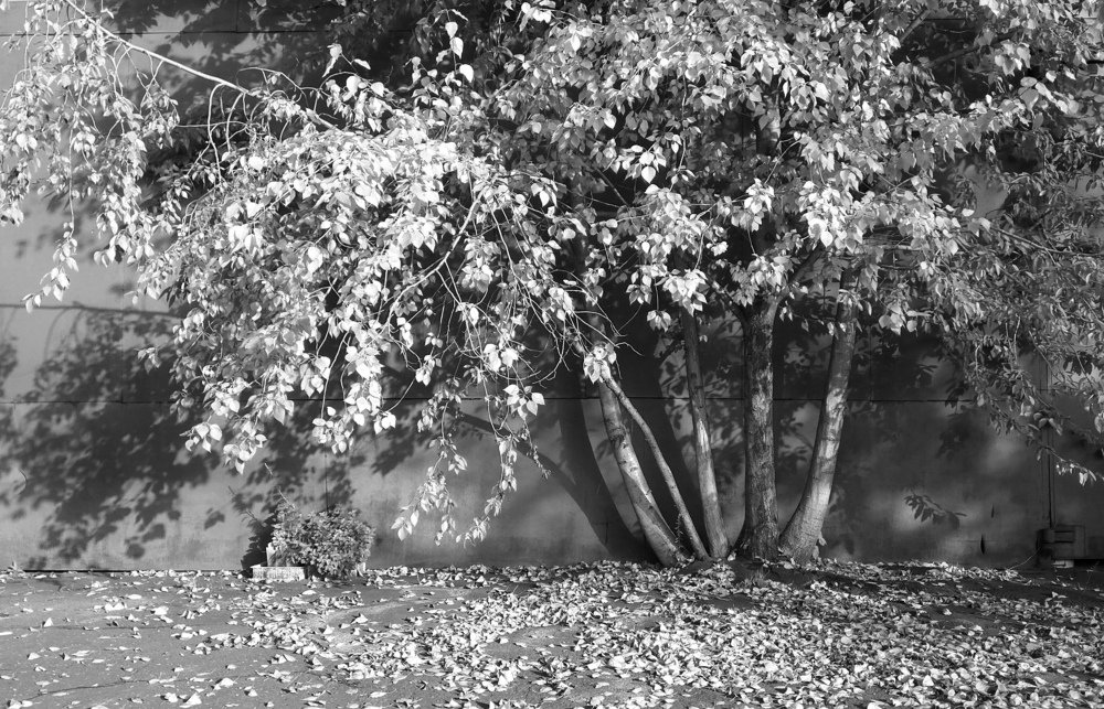 Photograph by Роман Калачёв