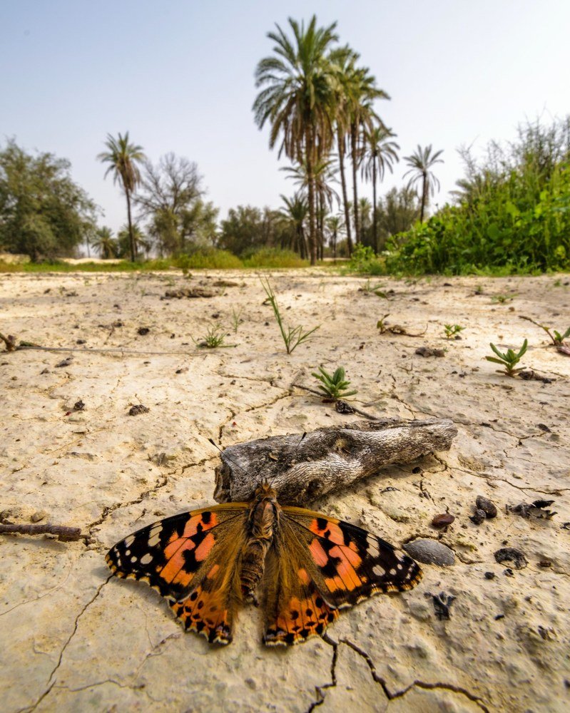 Butterfly airway