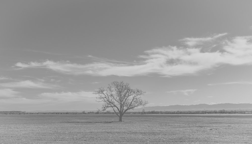 Lonely tree