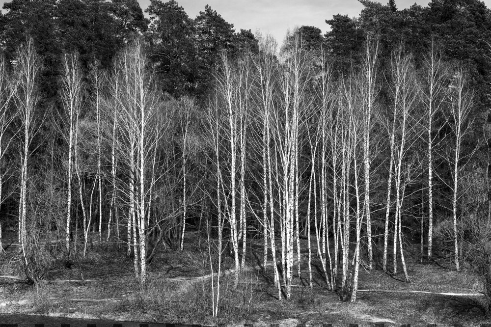 vertical lines of trees