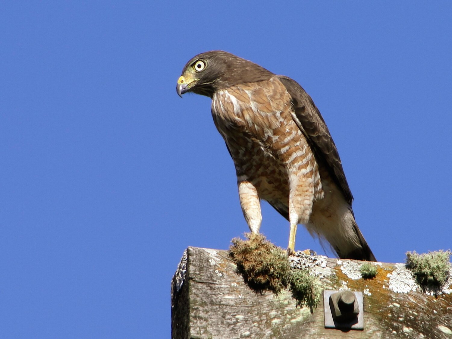 Hawk in eletric post