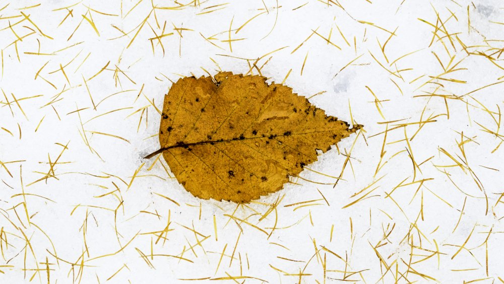 Leaf on the snow