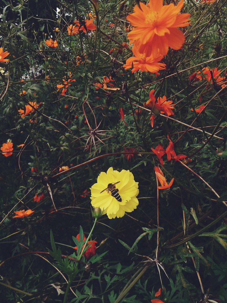 Bee Yellow