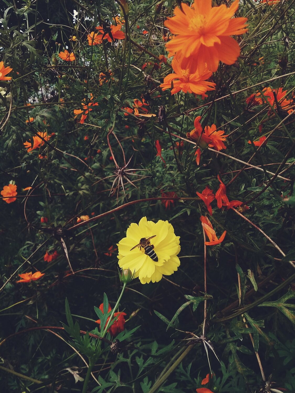 Bee Yellow