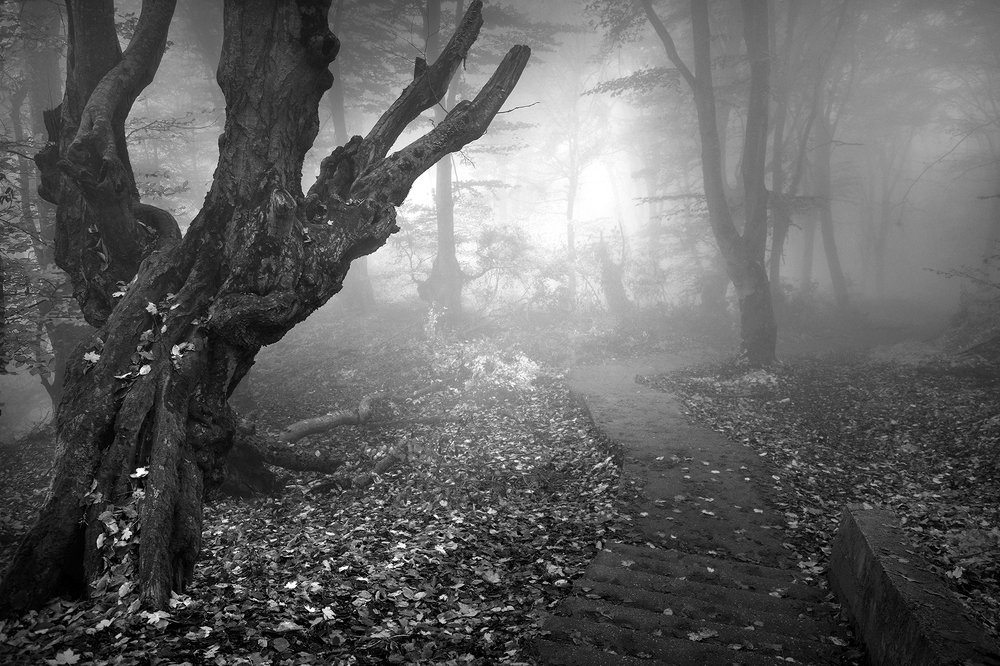 В мистическом лесу