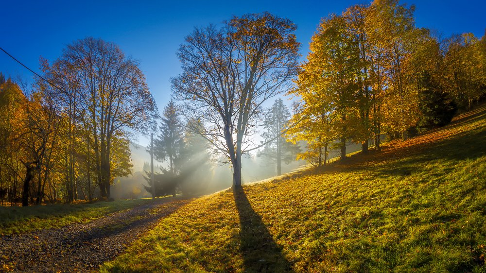 Autumn rays