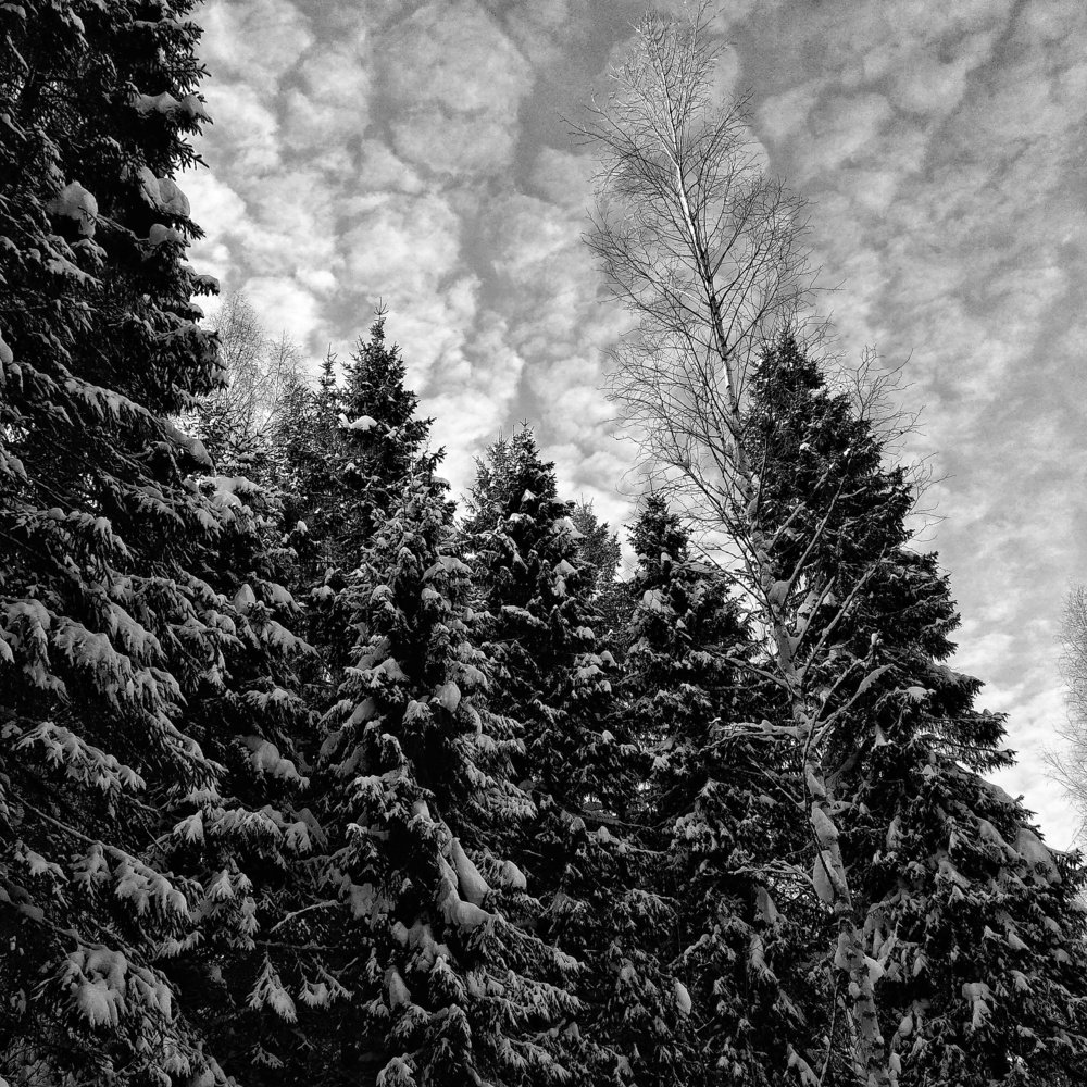 Лес тот был полон чудес