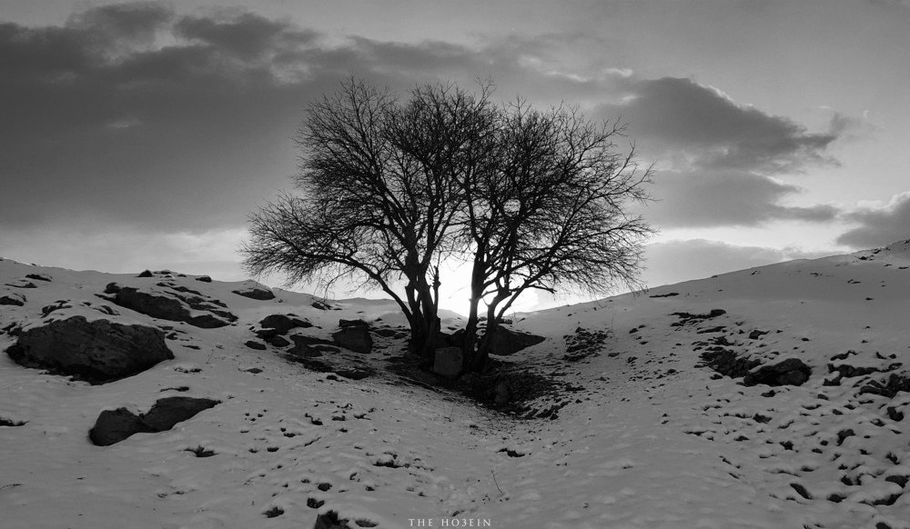 Alone tree