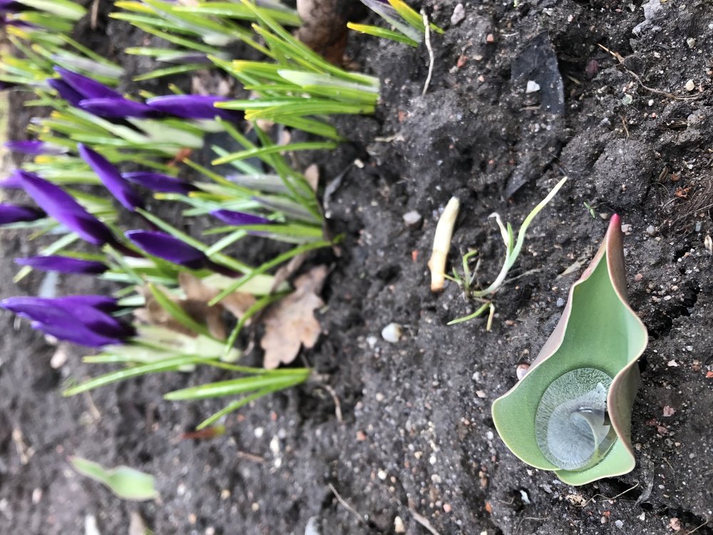 Весенняя капля