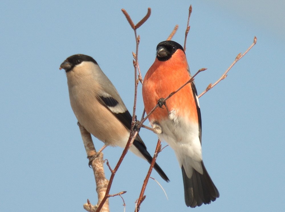 Пара снегирей