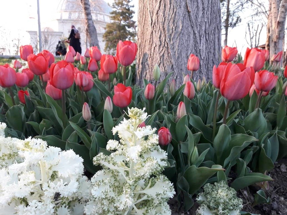 lale flowers in konya street