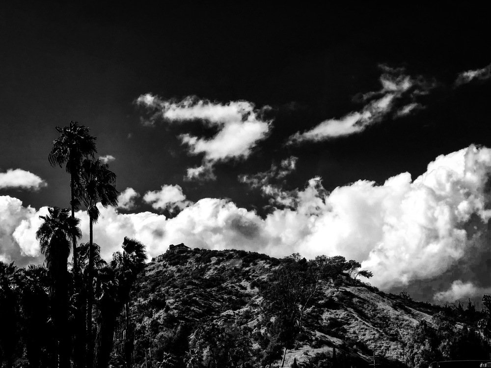 Palm Trees and Clouds