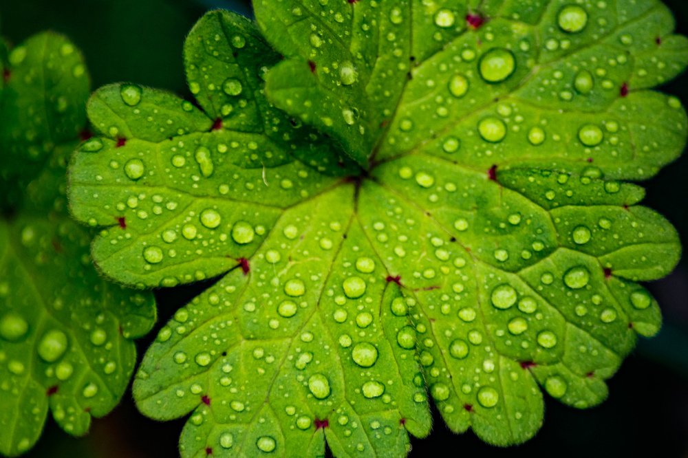 Green drops