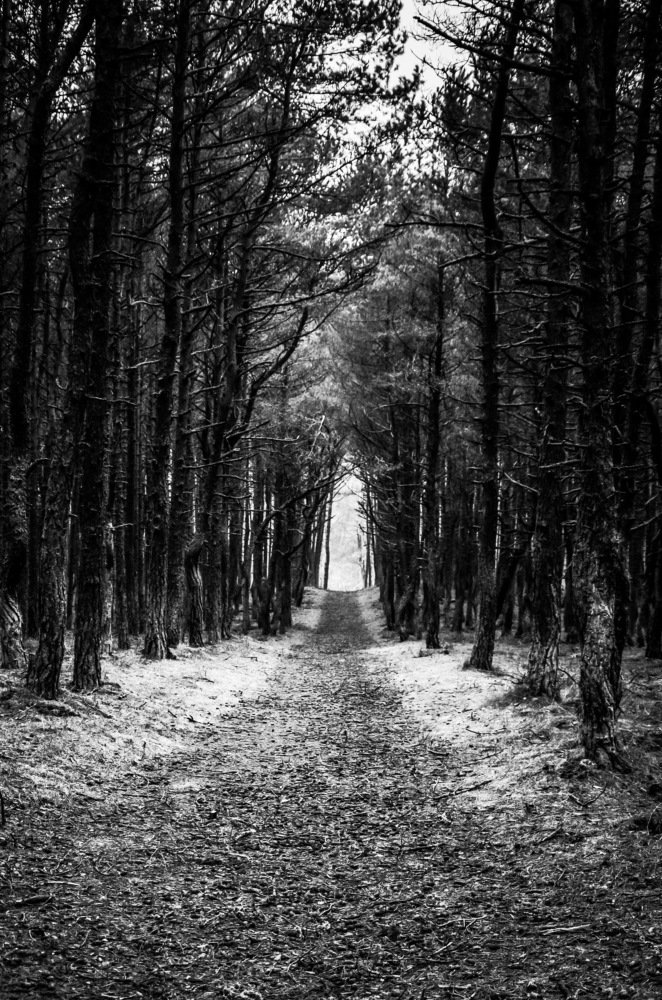 Таинственный лес