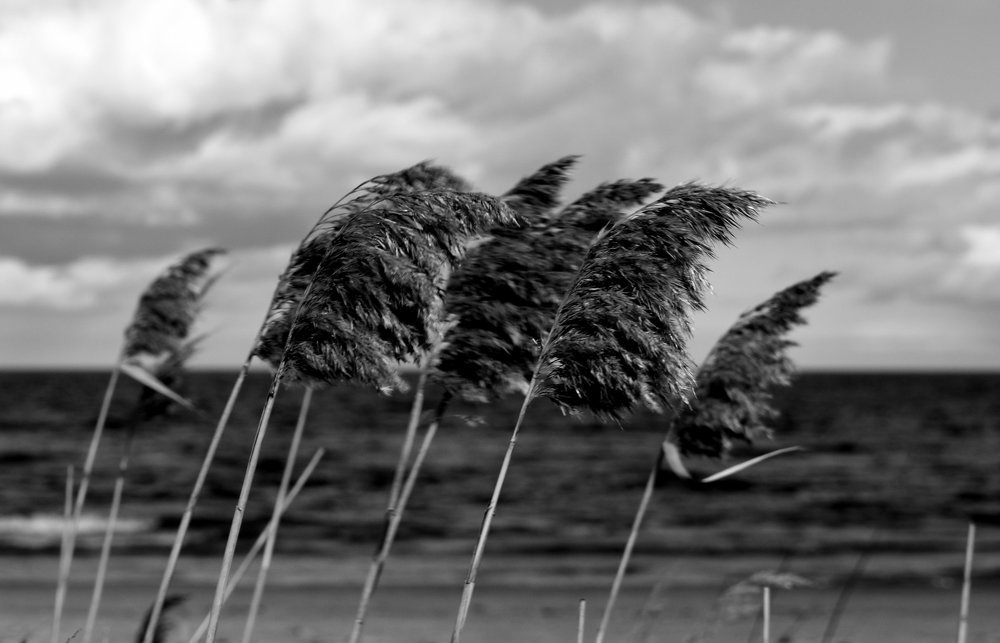 Grass by the sea / Трава у моря