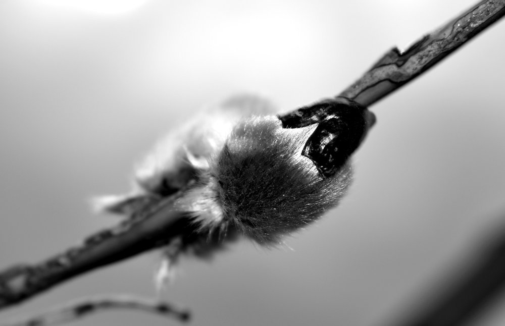 Willow bird / Вербная птица