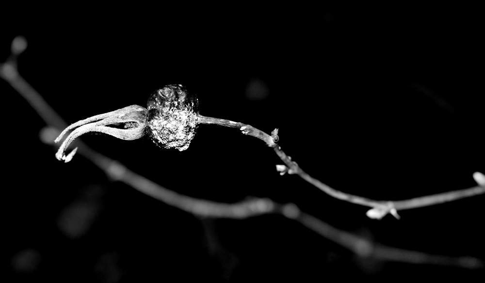 Old rosehip / Старый шиповник