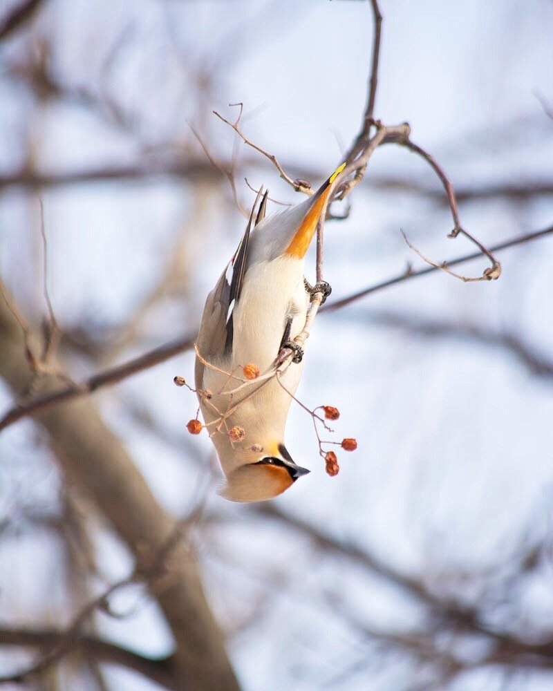Свиристель весной