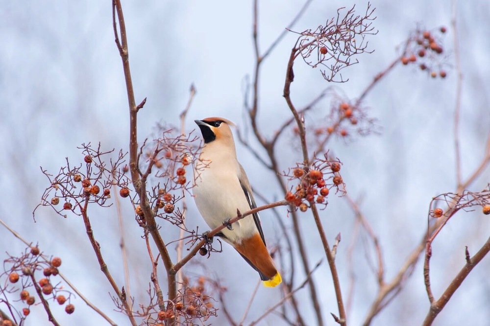 Свиристель весной