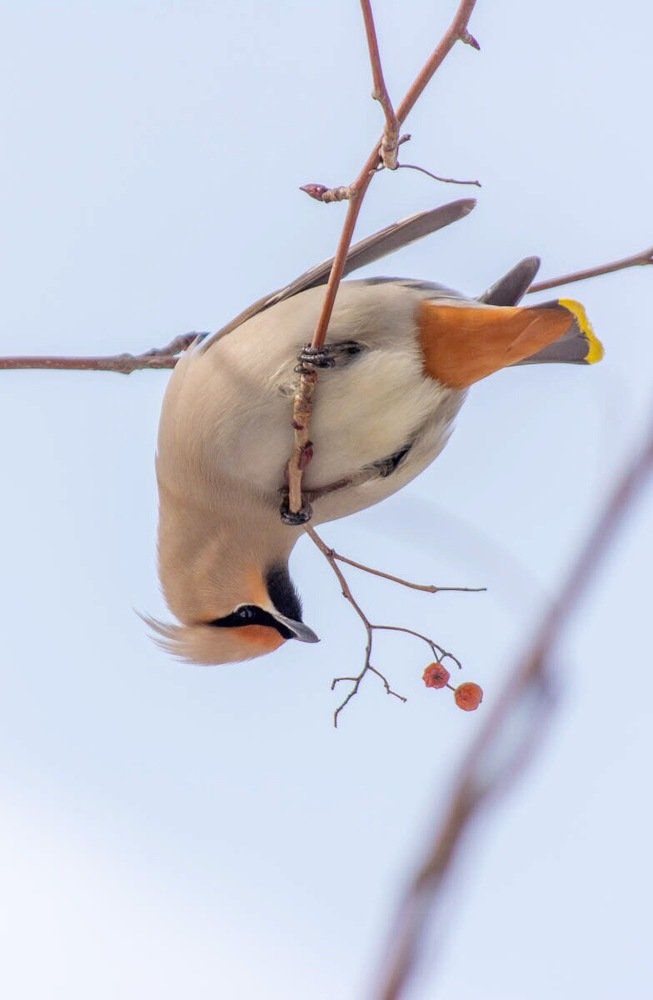 Свиристель весной