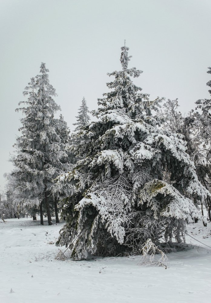 Снежный мотив