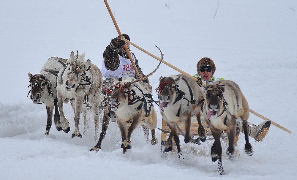 Гонки на оленьих упряжках – красивое, захватывающее зрелище.