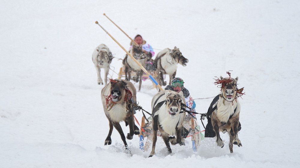 Гонки на оленьих упряжках – красивое, захватывающее зрелище.