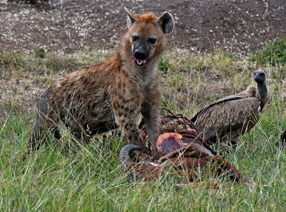 HYENA EATING KILL