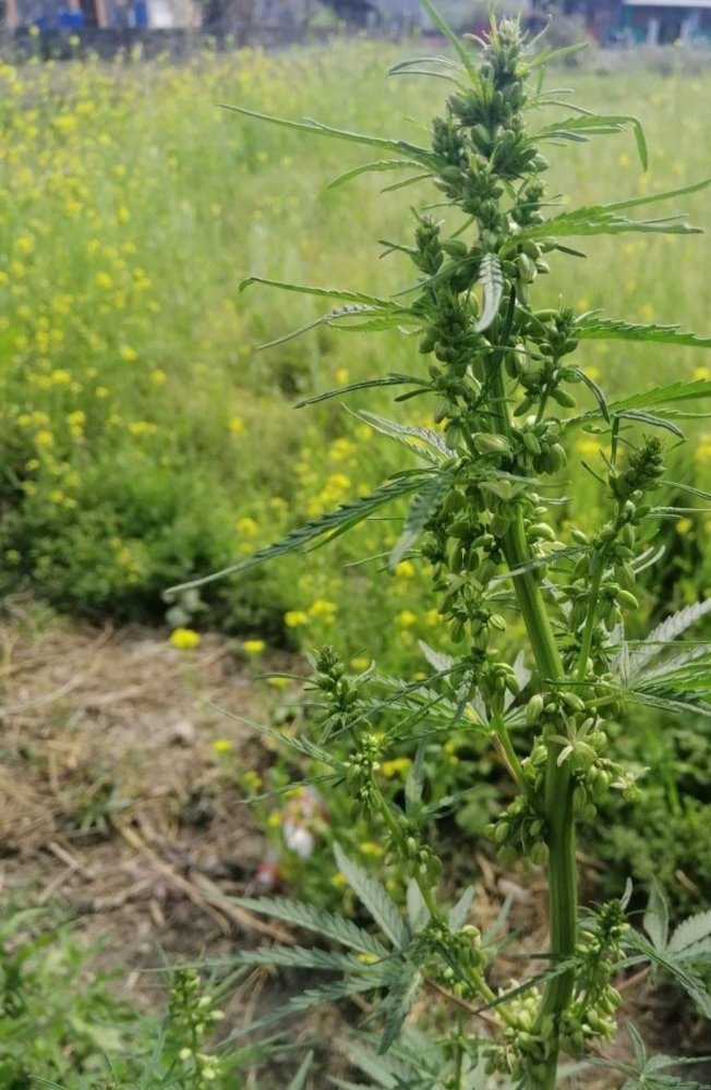 Marijuawna plant
