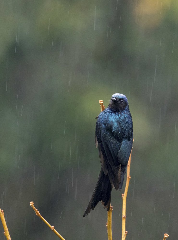 Bronzed Drongo