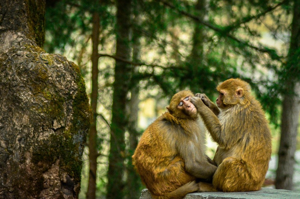 The unconditional love