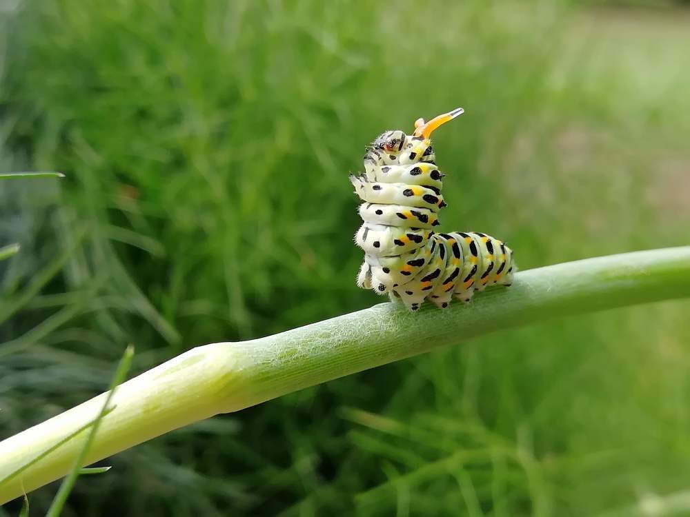 caterpillar