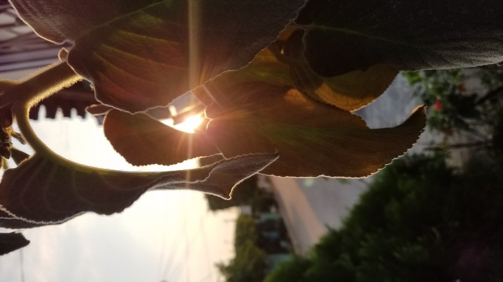 Sol enfrente