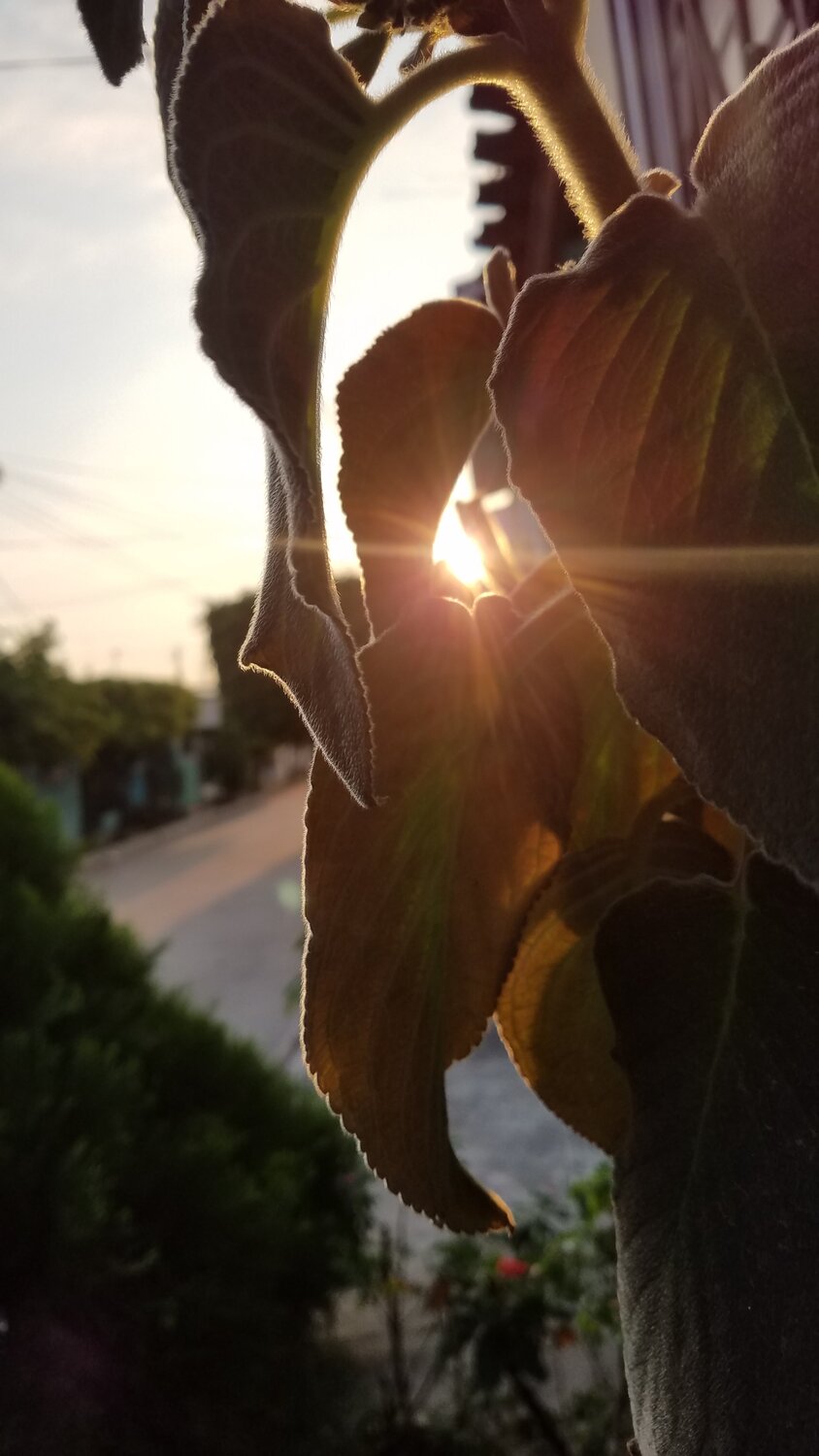 Sol enfrente