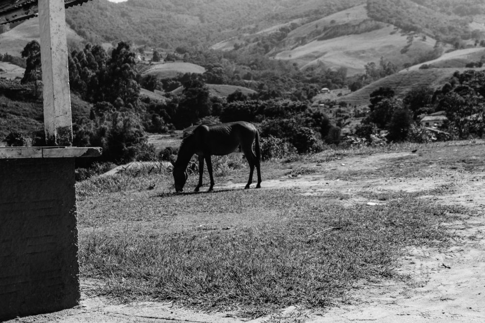 Photograph by Bruno Montine