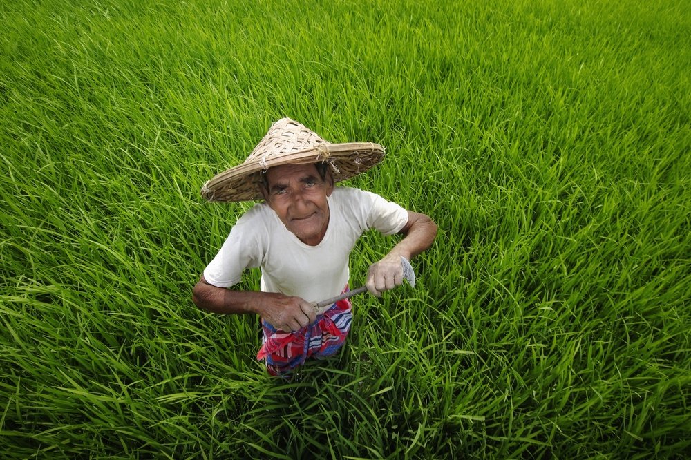 Bengal Farmer