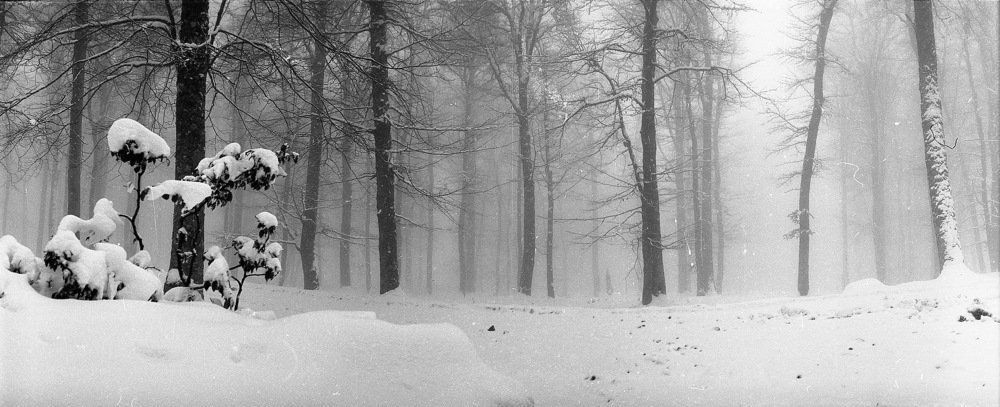 Буковый лес