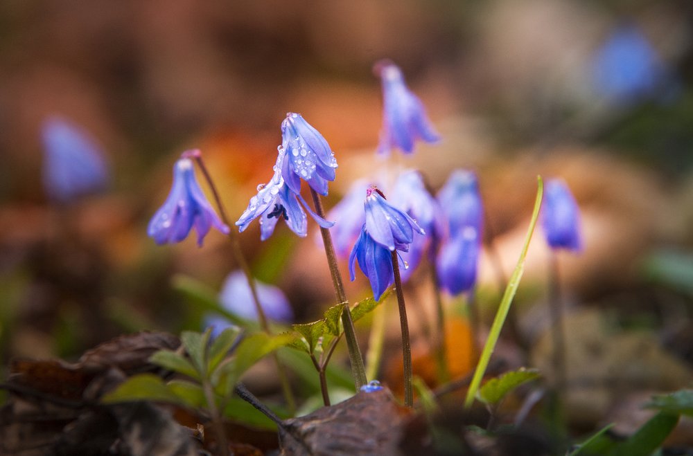 Весна идет весна !