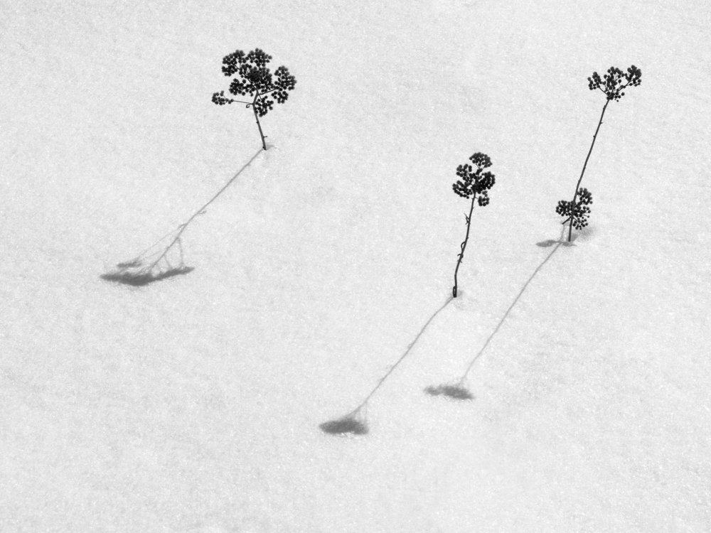 Когда деревья были большие