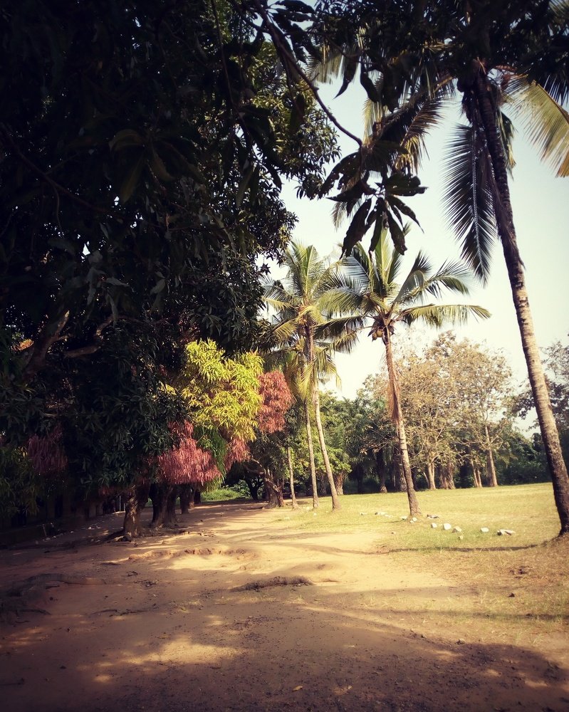Trees and it's surrounding