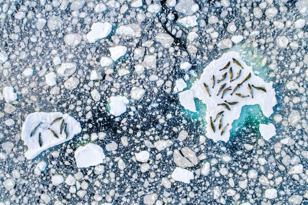 Crabeater Seal resting on bed of ice