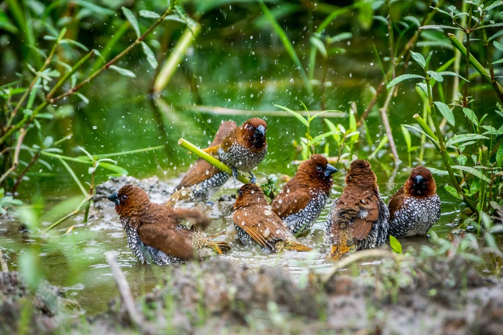 group of birds bath on water