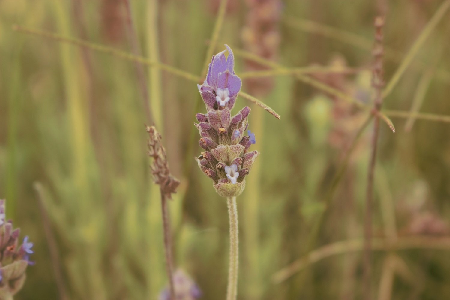 Lavanda