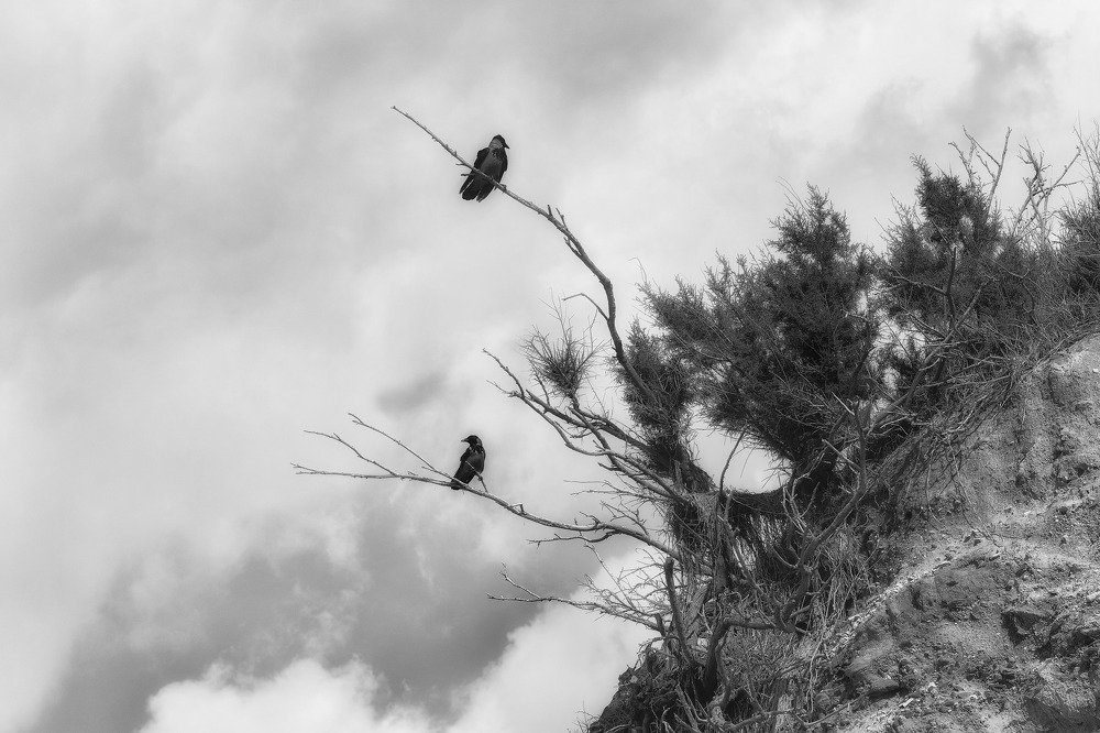 Вороны перед грозой