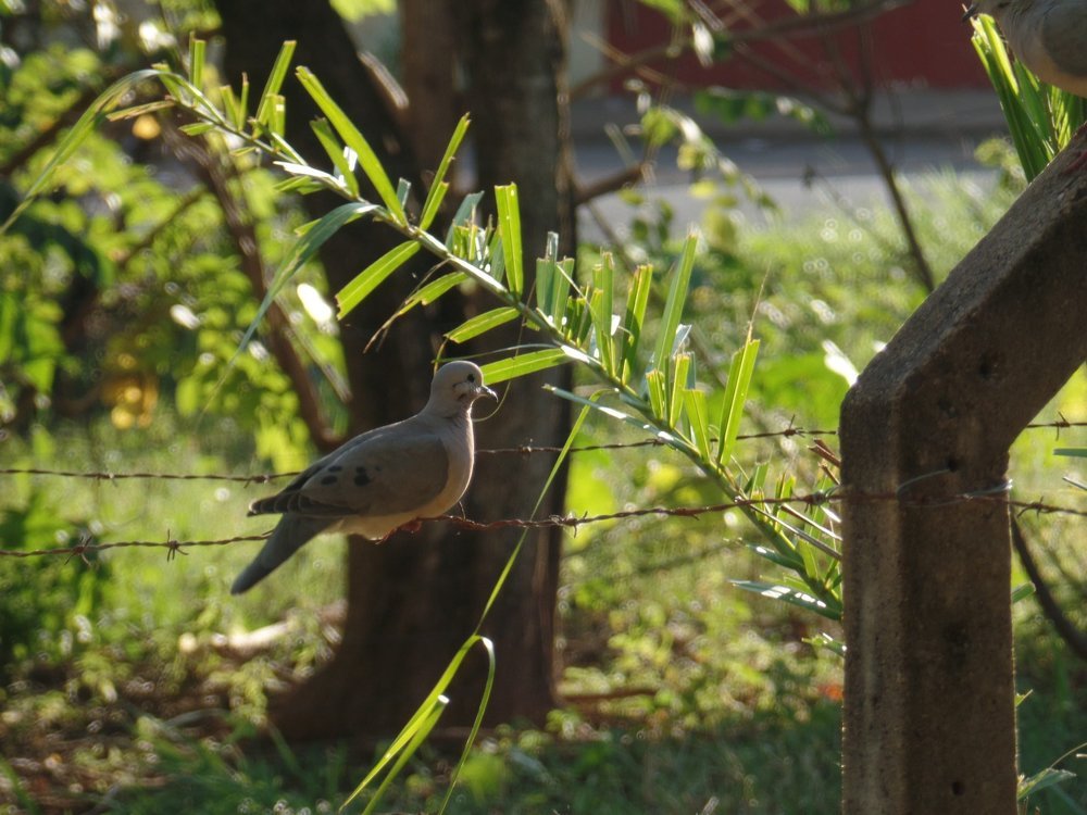 THE BIRD