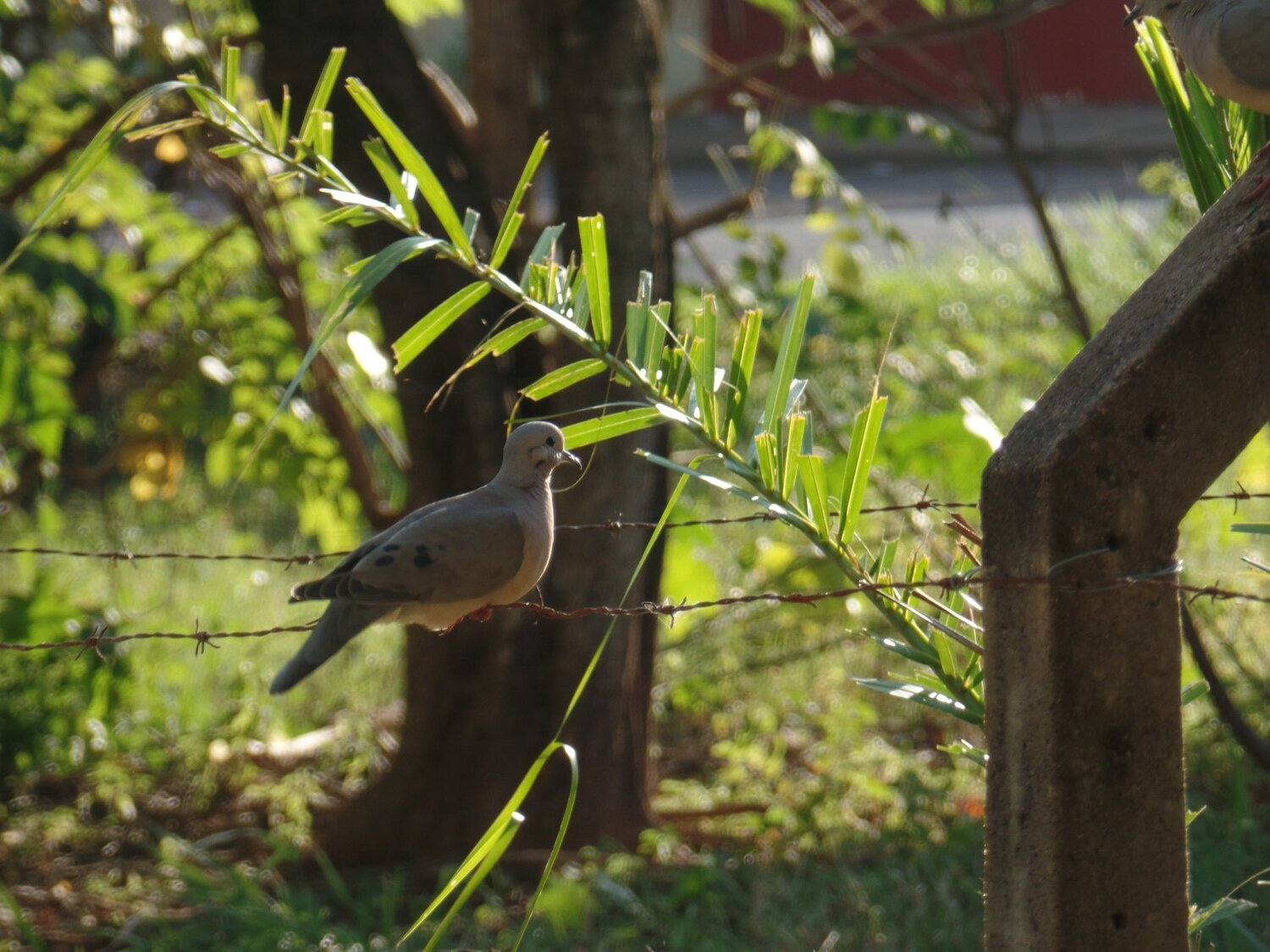THE BIRD