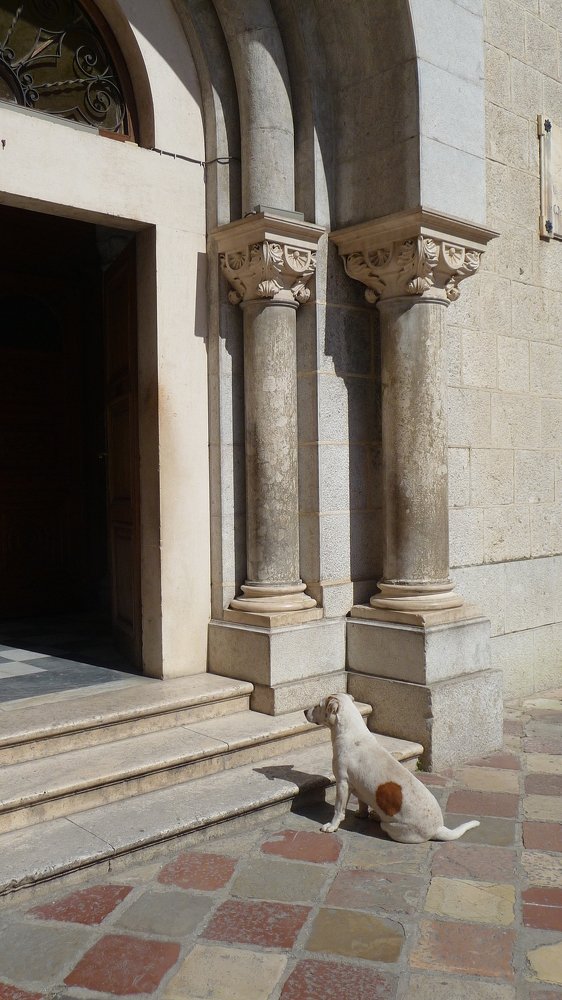 The dog waiting his master