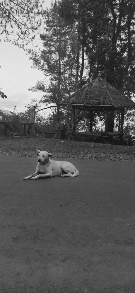 Black and white landscape